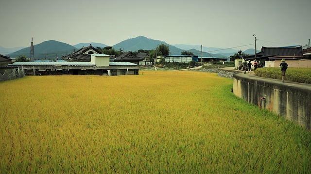 rice-2812395_640