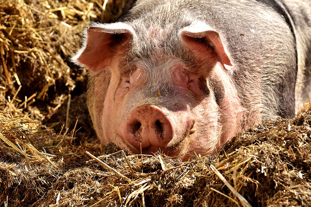 pig-2189566_640