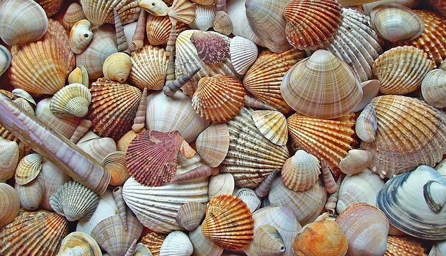 seashell-3043735_640