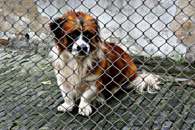 animal-welfare-g22b1f9004_1280